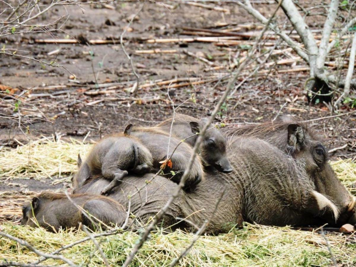 Elephant'S Hide Villa Marloth Park Esterno foto